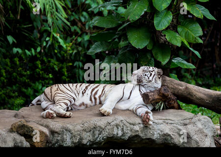 Weiße Bengal Tiger schlafen auf dem Felsen, die den Kopf auf das Holz gelegt, die umgeben von tropischen grünen Baum Stockfoto