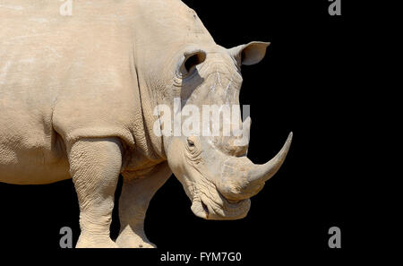 Afrikanische Breitmaulnashorn auf dunklem Hintergrund, Nationalpark in Kenia Stockfoto