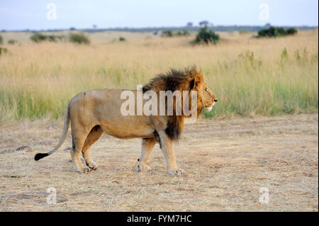 In der Nähe von Lion im Nationalpark von Kenia, Afrika Stockfoto