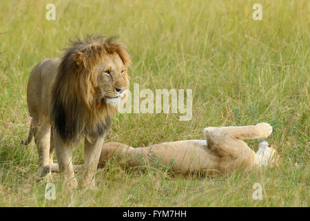In der Nähe von Lion im Nationalpark von Kenia, Afrika Stockfoto