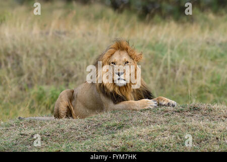 In der Nähe von Lion im Nationalpark von Kenia, Afrika