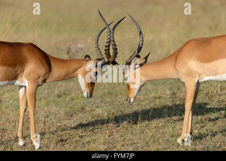 Zwei Impala weiterkämpfen Savanne in Afrika, Kenia Stockfoto
