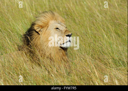In der Nähe von Lion im Nationalpark von Kenia, Afrika Stockfoto