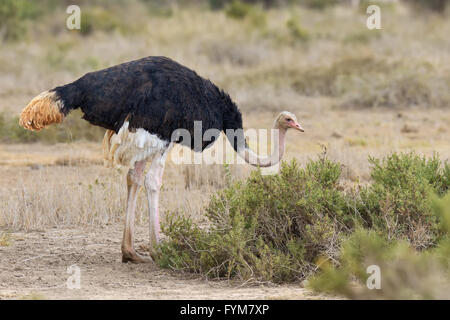 Männchen der afrikanischen Strauß (Struthio Camelus) in nationale Reserve Park in Kenia Stockfoto