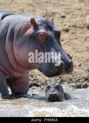 Flusspferd (Hippopotamus Amphibius) Familie außerhalb des Wassers. Kenia, Afrika Stockfoto