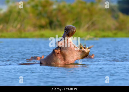 Flusspferd (Hippopotamus Amphibius) am Wasser, Kenia, Afrika Stockfoto