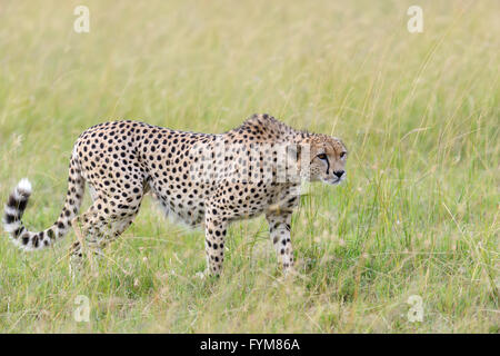 Afrikanischen Geparden in Nationalparks in Kenia, Afrika Stockfoto