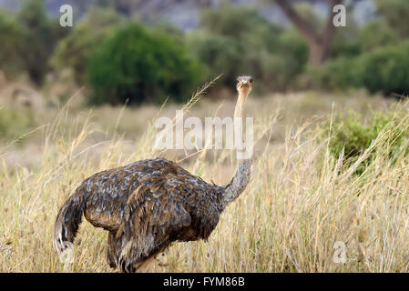 Weibchen der afrikanischen Strauß (Struthio Camelus) in nationale Reserve Park in Kenia Stockfoto