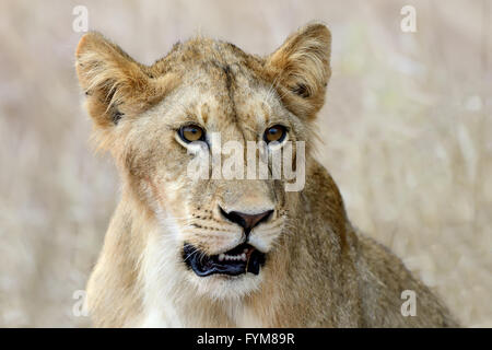 In der Nähe von Lion im Nationalpark von Kenia, Afrika Stockfoto