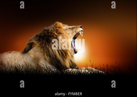 Löwen gegen auf dem Hintergrund der afrikanischen Sonnenuntergang Stockfoto