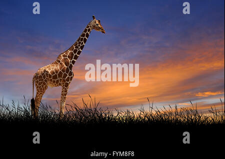 Giraffe gegen auf dem Hintergrund der Sonnenuntergang Himmel Stockfoto