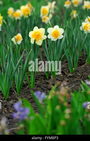 Gelbe Miniatur-Narzissen im Rasen. Frühlingszeit Stockfoto