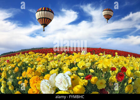 Dem Gebiet der weißen, roten und gelben Butterblumen Stockfoto