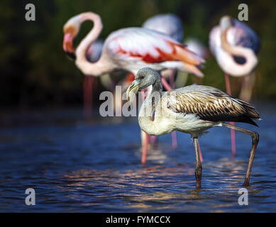 Jungen mehr Flamingo, Phoenicopterus Roseus, Camargue, Frankreich Stockfoto