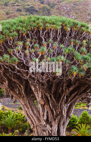 Berühmte tausendjährige Drachenbaum auf Teneriffa - Kanarische Stockfoto