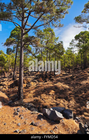 Wald in der Nähe von Vulkan Teide in Teneriffa - Kanarische Stockfoto