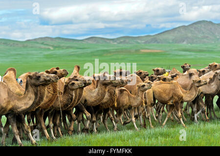 Herde von Bactrian Kamele (Camelus Bactrianus) roaming in der mongolischen Steppe, Mongolei Stockfoto