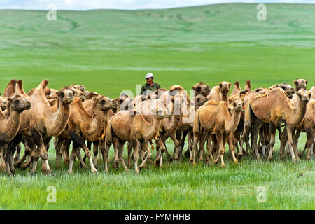 Herde von Bactrian Kamele (Camelus Bactrianus) roaming in der mongolischen Steppe, Mongolei Stockfoto