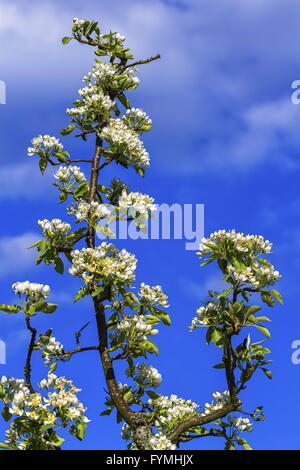Europäische oder gemeinsame Birne, Pyrus Communis, Blumen Stockfoto