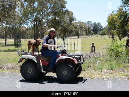 Bauer mit seinem Schäferhund auf ein Quadbike, in der Nähe von Hill End, New-South.Wales, Australien Stockfoto