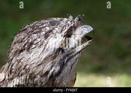 Australische Tawny Frogmouth Vogel Stockfoto