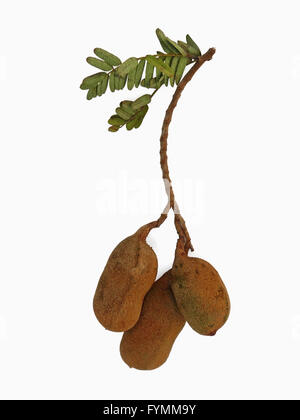 Tamarinde, Tamarindus Indica Stockfoto