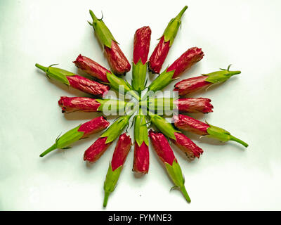 Knospen der rote Hibiskus Stockfoto