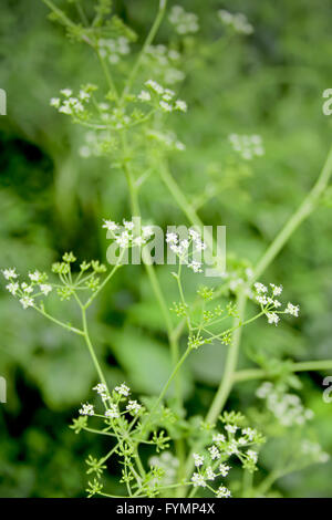 Conium maculatum Stockfoto