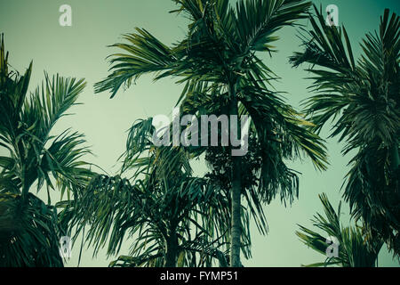 Areca Catechu, Betel Palm oder Betelnuss Baum Stockfoto