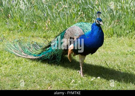 Schöne bunte Pfau auf einer Wiese Stockfoto