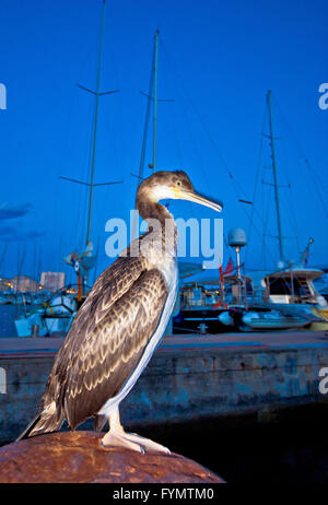 Großer Kormoran Vogel (Phalacrocorax Carbo) Stockfoto