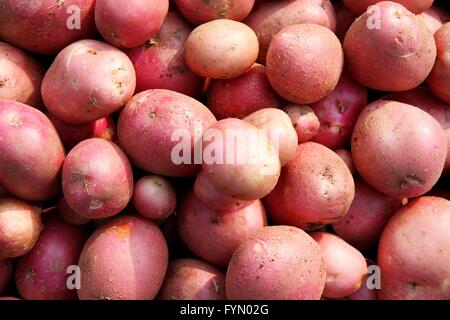 Nahaufnahme der Zuteilung Bio-Kartoffeln angebaut Stockfoto