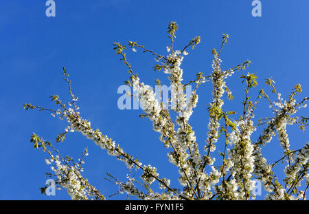 Frühling Kirschblüte in einem wilden Obstgarten gegen einen fast klaren blauen Himmel gesehen. Stockfoto