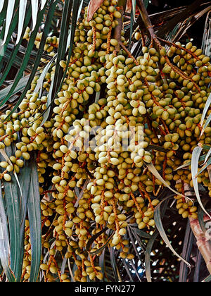 Früchte der Chrysalidocarpus lutescens Stockfoto