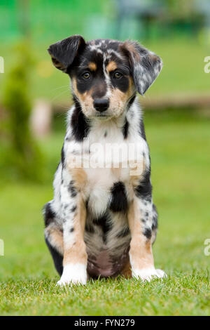 Tri-Farbe Merle Border-Collie Welpen Stockfoto