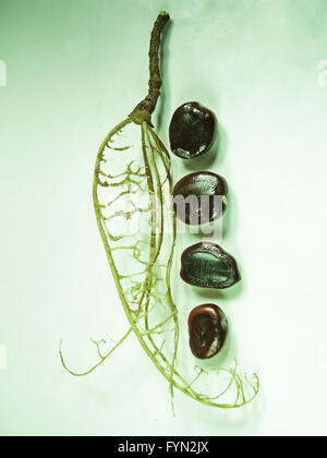 Tamarinde, Tamarindus Indica Stockfoto
