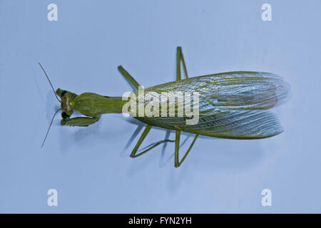 Orthodera Ministralis, Garten-Mantis Stockfoto