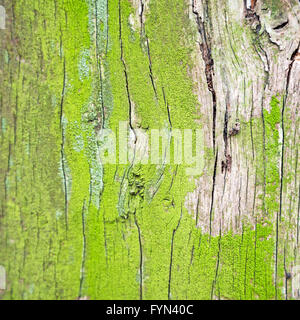 in England London alte Rinde und abstrakt Holzstruktur Stockfoto