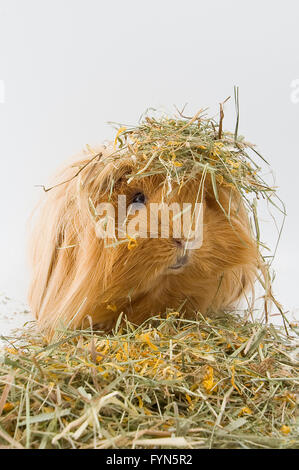 Meerschweinchen Rasse Sheltie im Heu. Stockfoto