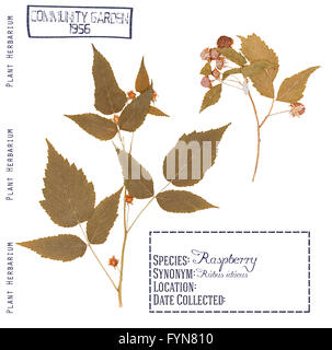 Herbarium von Pressteilen Himbeere Pflanzen. Blätter, Stängel, Blüten und Beeren, isoliert auf weiss Stockfoto