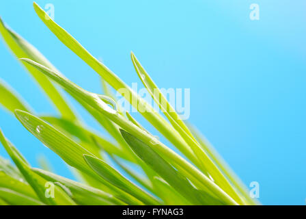 Grüner Rasen vor dem Himmelshintergrund Stockfoto