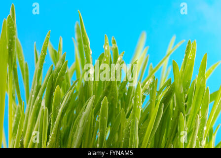 Grüner Rasen vor dem Himmelshintergrund Stockfoto