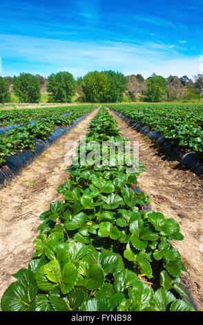 Reihen von Erdbeerpflanzen auf einer Obstplantage. Stockfoto