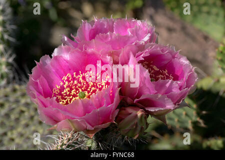 Kaktus (Opuntia Phaecantha) mit drei Blüten in Abendstimmung Stockfoto