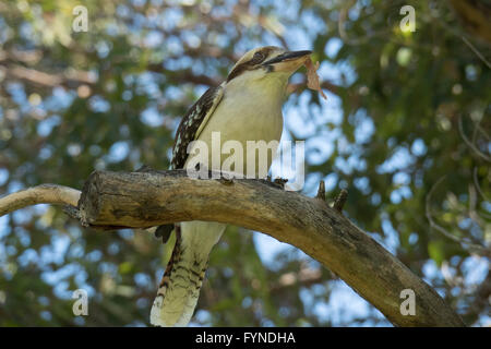 Cocobarra, Kings Park, die Stadt von Perth, Westaustralien Stockfoto