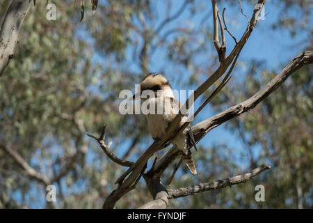 Cocobarra, Kings Park, die Stadt von Perth, Westaustralien Stockfoto