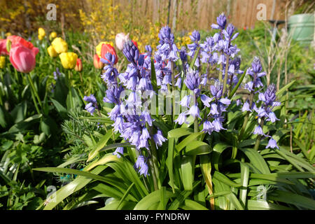 Tulpen und Glockenblumen im Frühjahr Stockfoto