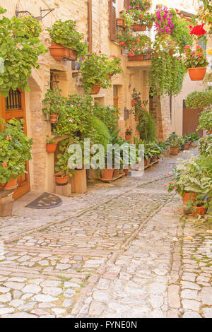 Straße dekoriert mit Pflanzen und Blumen in der historischen italienischen Stadt. (Spello, Umbrien, Italien.) Vertikal. Stockfoto