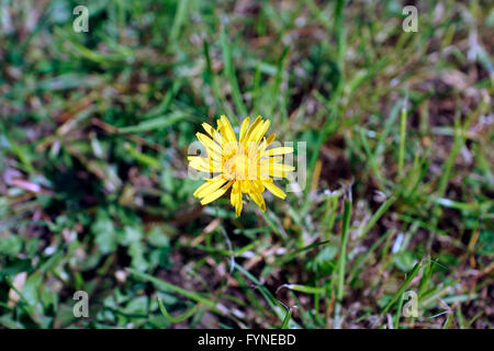 JUNGE LÖWENZAHN IN DER SONNE Stockfoto