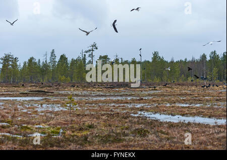 Joensuu, Finnland taiga Stockfoto